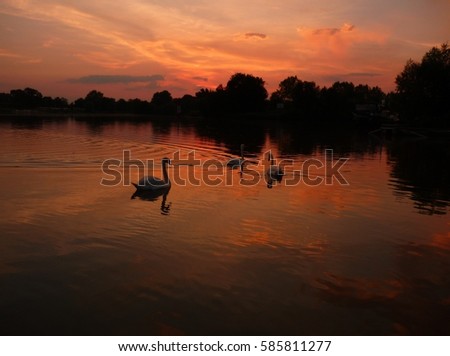 Swans at sunset at Seurre on the River Saone, France