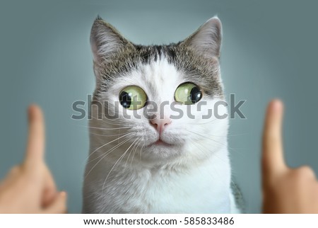 funny cat at ophtalmologist appointmet squinting following doctor fingers Royalty-Free Stock Photo #585833486
