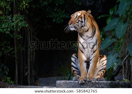 Tiger sitting and staring at something. Royalty-Free Stock Photo #585842765