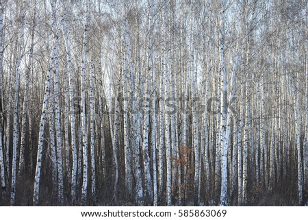Birch trees in bright sunshine / trunks of birch trees in birch-wood