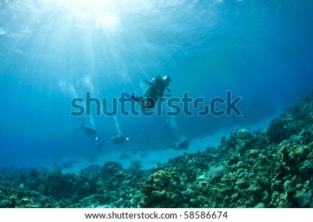 Scuba divers in the red sea