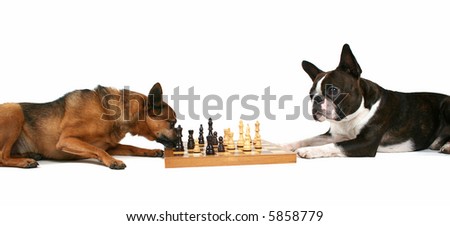 two dogs playing chess on a white background