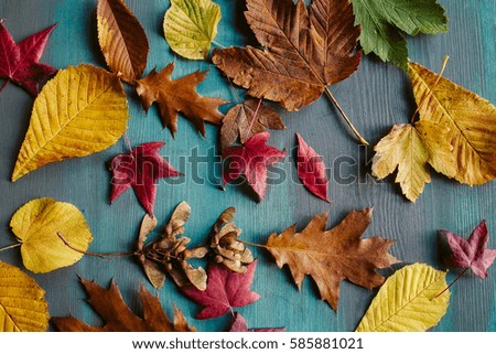 Autumn leaves background. Texture of fallen leaves. Colorful leaves on a blue wooden background. Abstract background and texture for designers. 