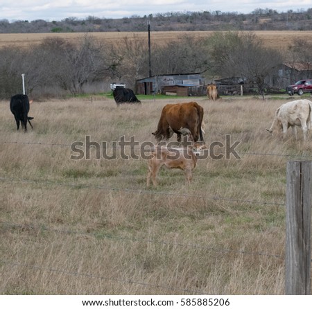 Baby Calf on a Ranch