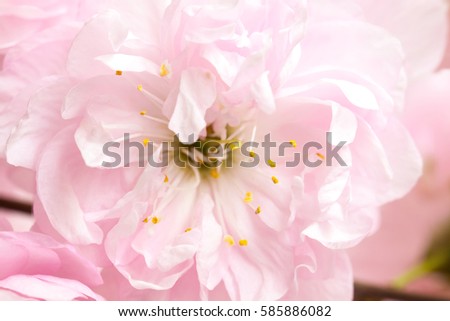 Floral motif wallpaper, Japanese cherry blossom 