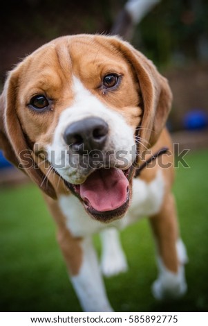 cute picture of beagle having fun looking at camera


