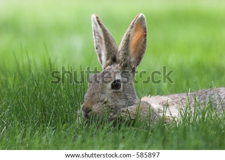 A cottontail bunny in tall green grass.