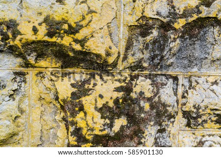 Closeup of Yellow, Green Moss and Fungus on Stone Wall