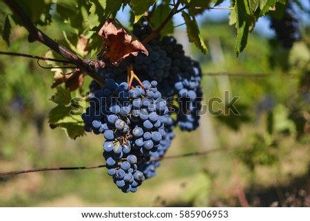 Red wine grapes in San Gimignano vineyards, Tuscany, Italy Royalty-Free Stock Photo #585906953