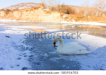 winter landscape, a lone white Swan on a frozen river