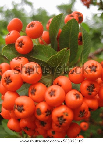 macro photo of fresh ornamental bright orange berries on a branch as the source for design, printing, advertising, photo shop, decorating
