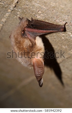 The brown long-eared bat common long-eared bat Plecotus auritus