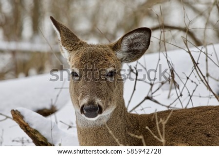 Beautiful isolated photo with a wild deer in the snowy forest