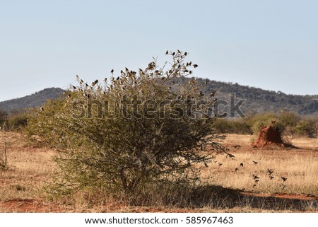 picture of a flock of red-billed weaver birds in an acacia tree in South Africa.