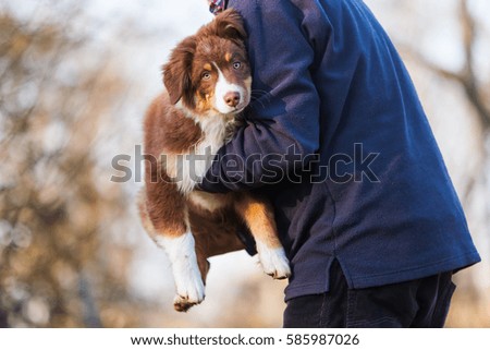 picture of a man carrying an Australian Shepherd puppy