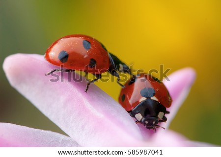 picture of two ladybugs on a pink flower