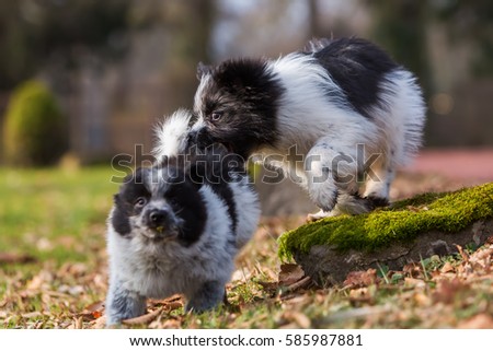 picture of two Elo puppies scuffling outdoors