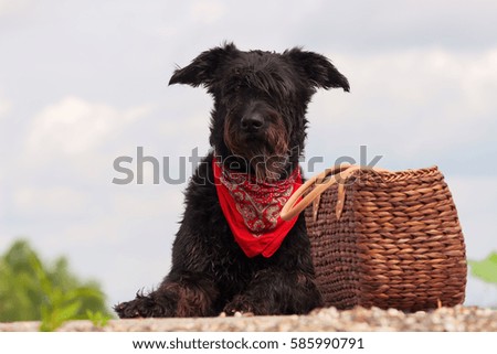 picture of a black dog with a picnic basket