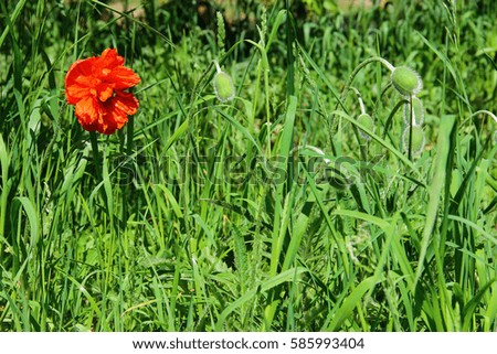Blooming red poppies on green field in summer 