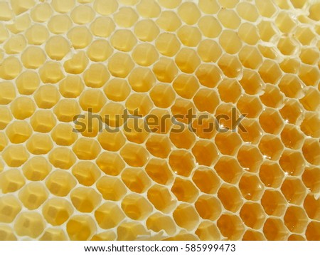 Honeycomb full of honey. Wax texture