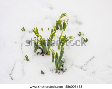first spring snowdrops