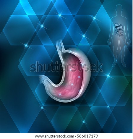 Stomach cross section anatomy colorful drawing on an abstract blue background