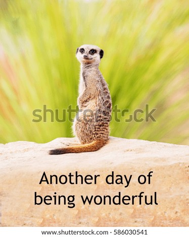 A concept picture of a meerkat suggesting that he has another day of being wonderful