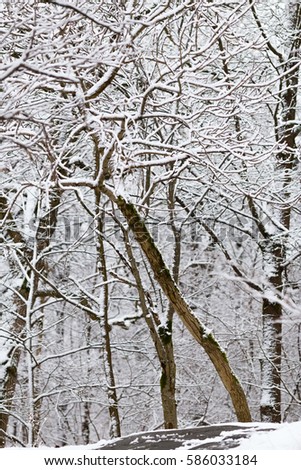 ornamental winter background with snowy forest, park and tree twigs. 
