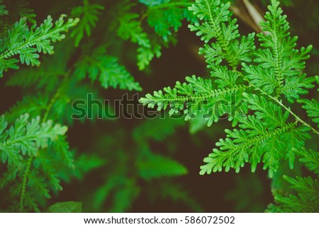 A fern in rain forest.Low key Dark lighting Nature background, green leaves in natural light and shadow, symbolic of peaceful and safe the Earth or life or Zen with toned color and selective focus.