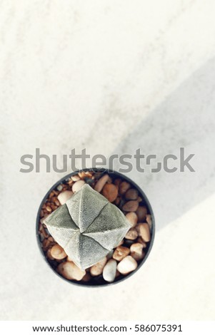 Domestic cactus  plant on white background.Summer flower decoration hipster lifestyle.
