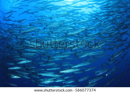Barracuda fish in ocean