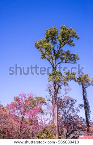 Trees with blue sky, Thailand.