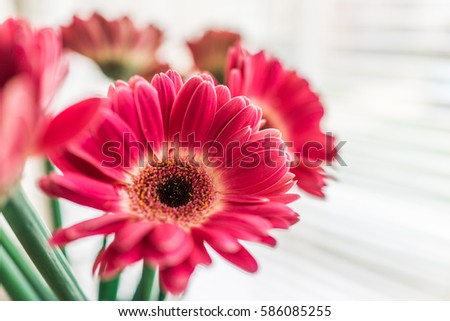Closeup of pink gerbera flower bouquet in vase