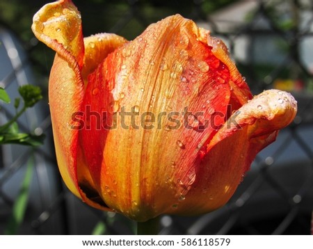                                Orange and red color tulip in the garden by the wire fence