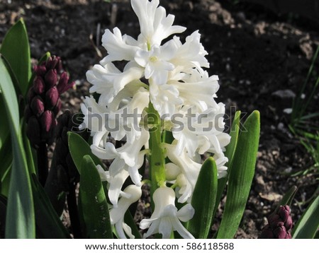                          White Hyacinth blooming in the garden