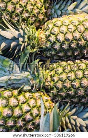 A close-up view of fresh pineapples at the market of Madrid, Spain.
