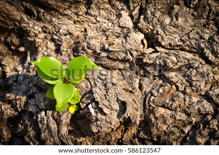 new green leaf born on old tree, nature stock photo