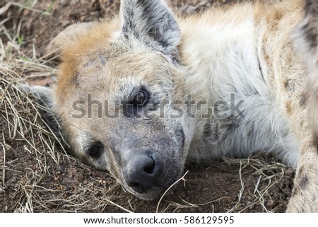 Close up of a hyena lying down in a park in Kenya.