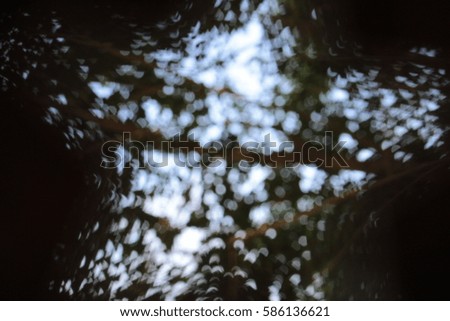 blur bokeh picture look up to sky and tree