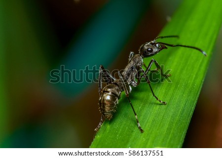 Black ant Ant Close Up Macro. 