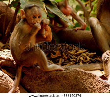 Monkey sitting on a tree and chewing his nails.