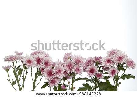 Pink chrysanthemums flowers closeup isolated on white background
