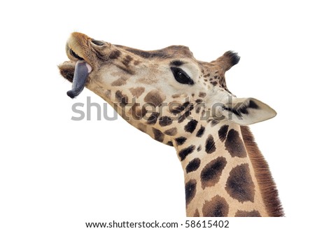 Close up of a giraffe's head and neck isolated on white background