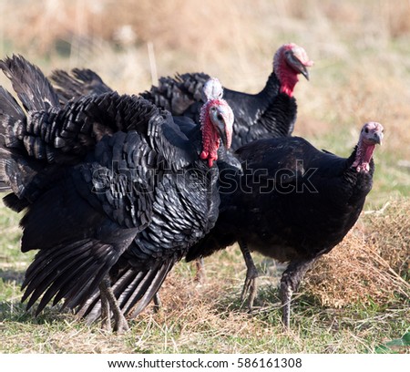 farm turkeys outdoors