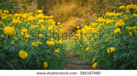 Yellow Calendula or Marigold flowers in the garden under morning light