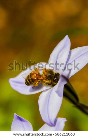 Bee collecting pollen from a flower Royalty-Free Stock Photo #586211063