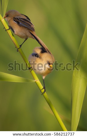 Cute bird. green reeds. nature background 
Bearded Reedling / Panurus biarmicus