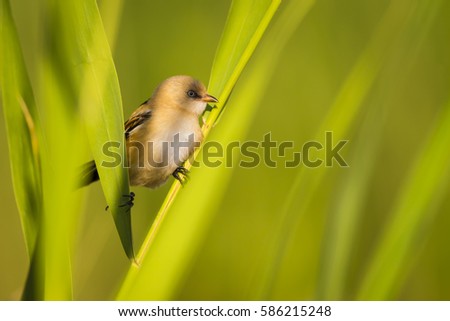Cute bird. green reeds. nature background 
Bearded Reedling Panurus biarmicus