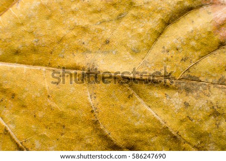 colored autumn leaf veins