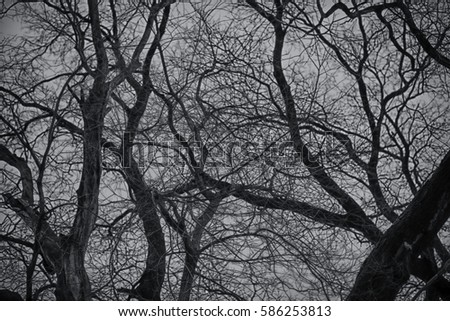 Fantastic wood texture. Background of the branches of a bare tree. Gloomy mood pictures.